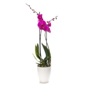 Orchidej v květináči fialová (2 výh.)